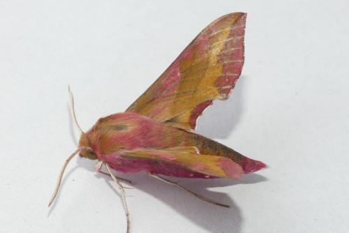Réf. 188 664 : Deilephila porcellus
